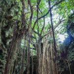 沖縄のガジュマルの平均樹齢はどれくらい？