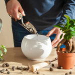 ガジュマルを苔玉に植え替える方法や注意点とは？