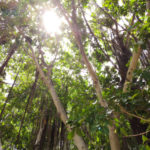 沖縄で有名なガジュマルの木にはどんな意味がある？